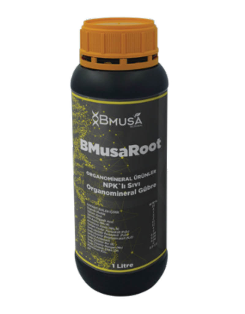 BMusa Root